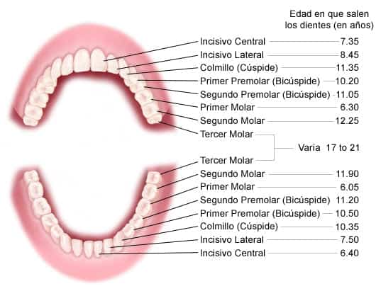 dientes permanentes