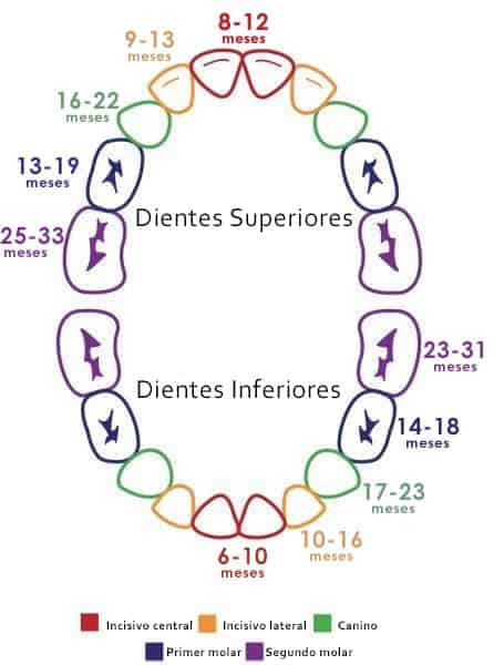 a que edad salen los dientes